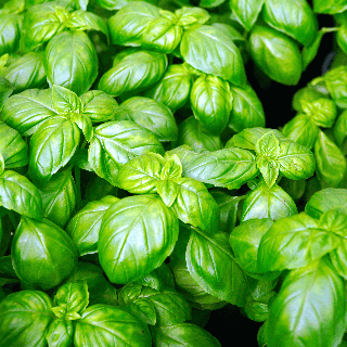Basilic