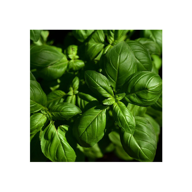 Basilic