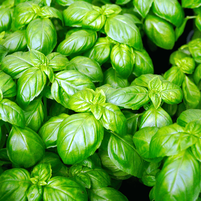Basilic