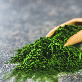Chlorella