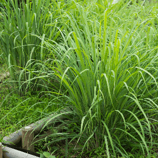 Citronnelle