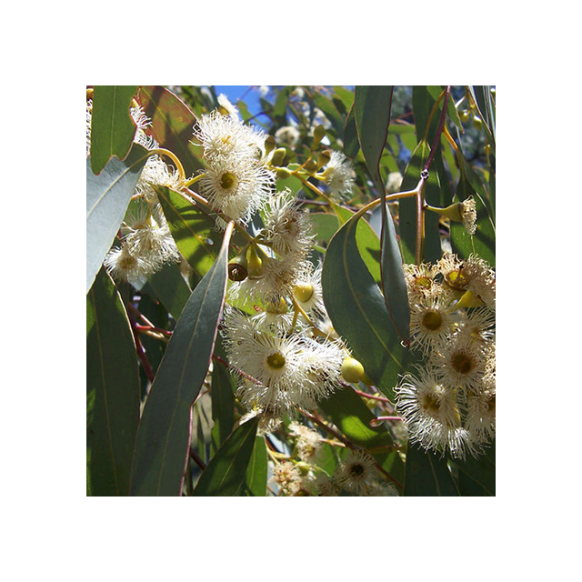 Eucalyptus