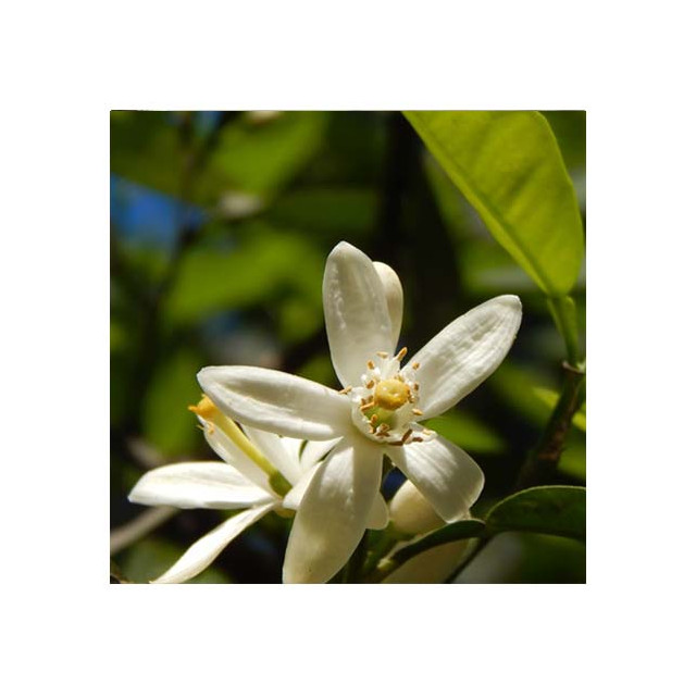 Fleur d'oranger