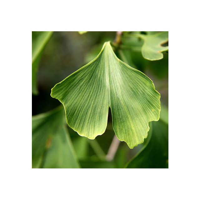 Ginkgo Biloba