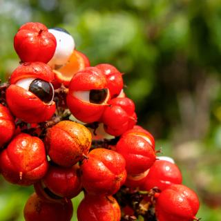Guarana