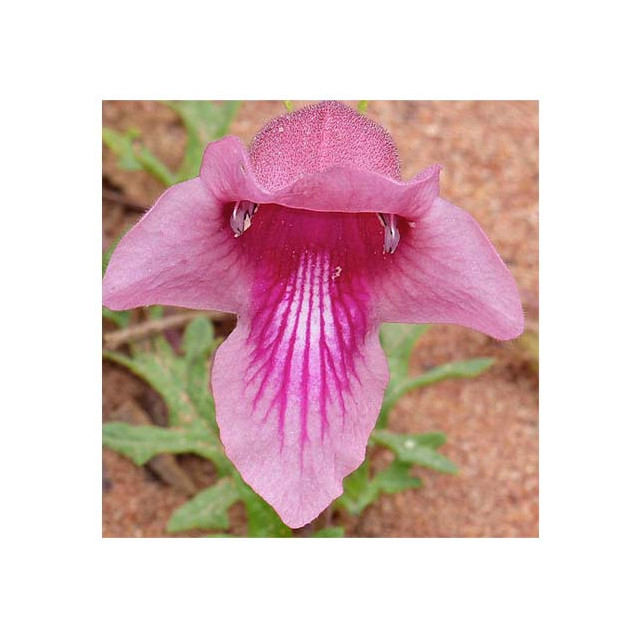 Harpagophytum