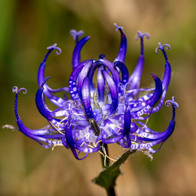 Harpagophytum