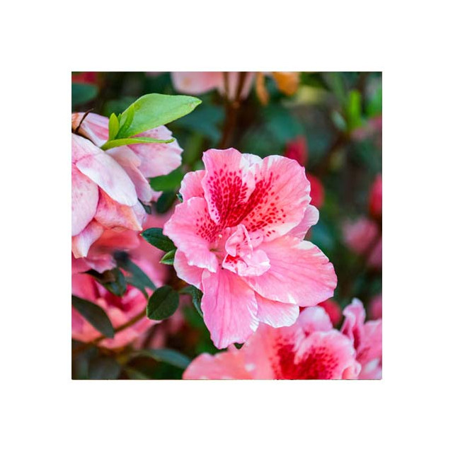 Hibiscus