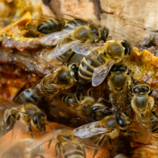 Propolis verte