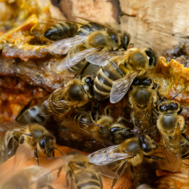 Propolis verte