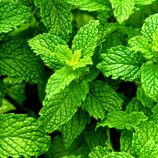 Menthe poivrée