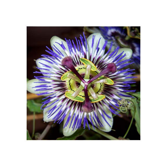 Passiflore