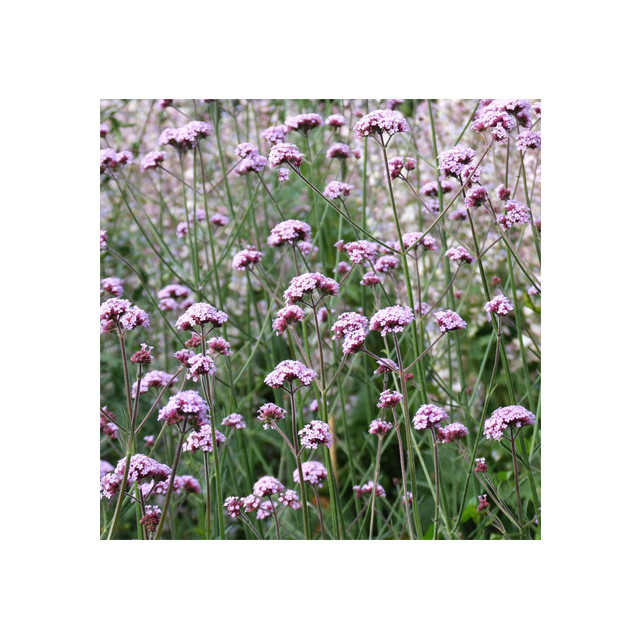 Verveine
