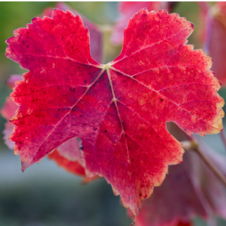 Vigne Rouge