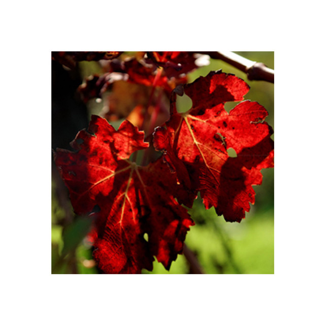 Vigne Rouge