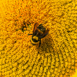 Pollen