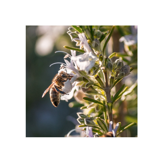 Venin d'abeille