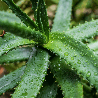 Aloe Vera