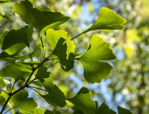 Ginkgo Biloba