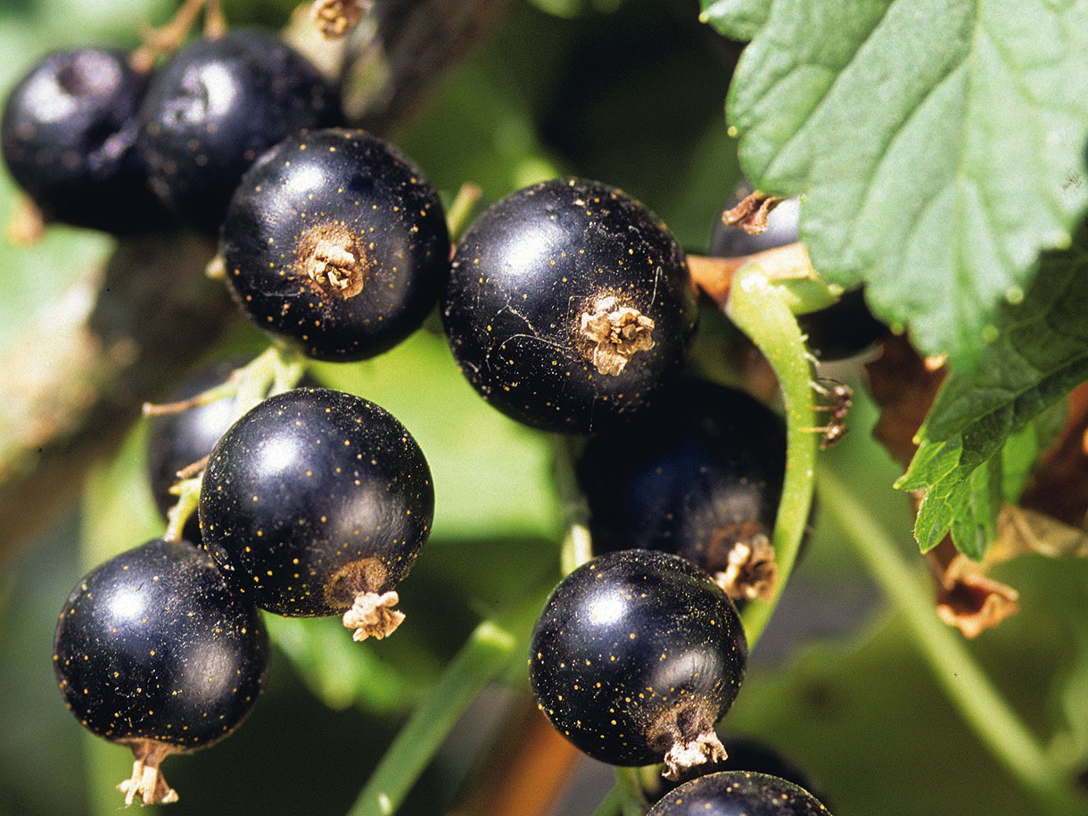 cassis fruit