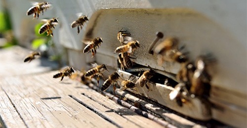 Abeilles qui arrivent dans une ruche