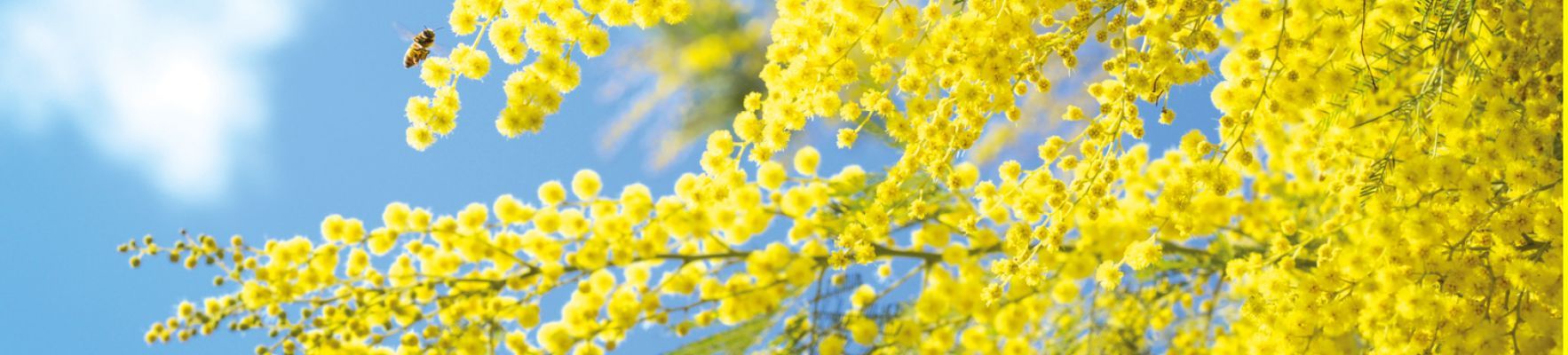 Le miel de Mimosa, pour le tonus et la vitalité