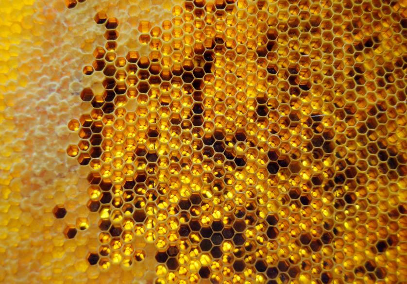 Comment récupérer la cire d'abeille ?