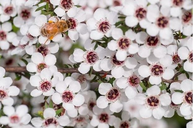 Le miel de Manuka, venu du bout du monde