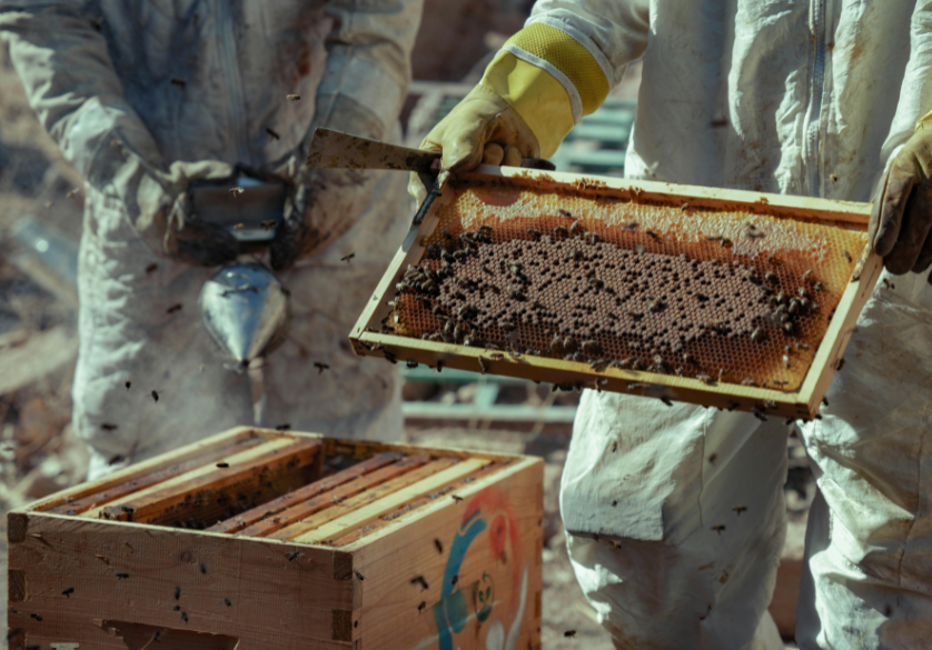 L’apiculture, tout une histoire