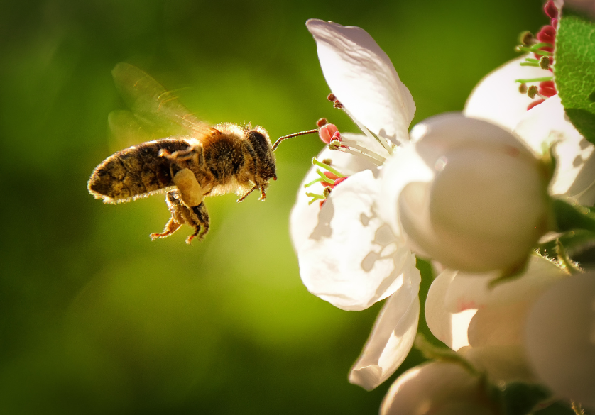 Le miel, de la fleur aux papilles