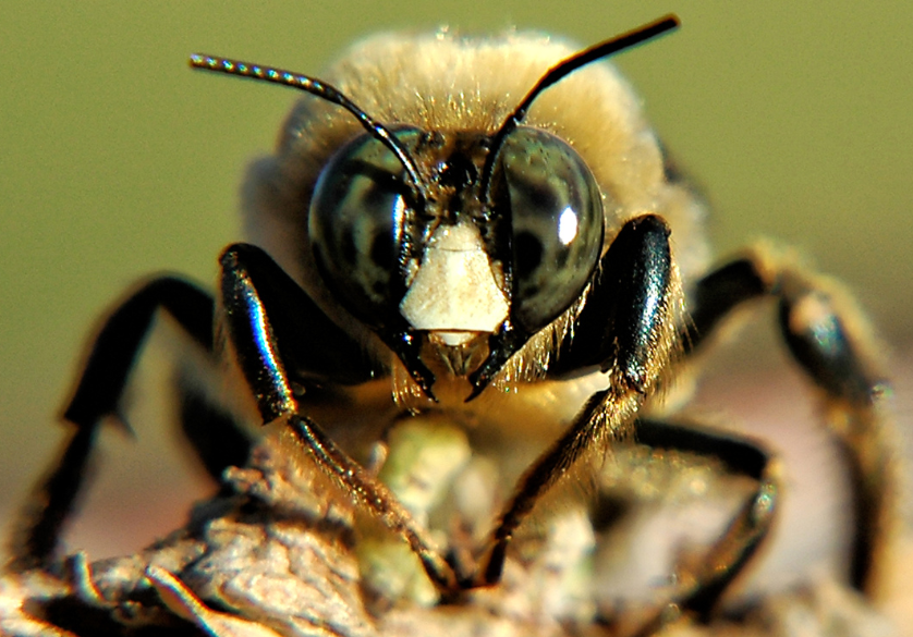 Mobee, la première abeille robotisée