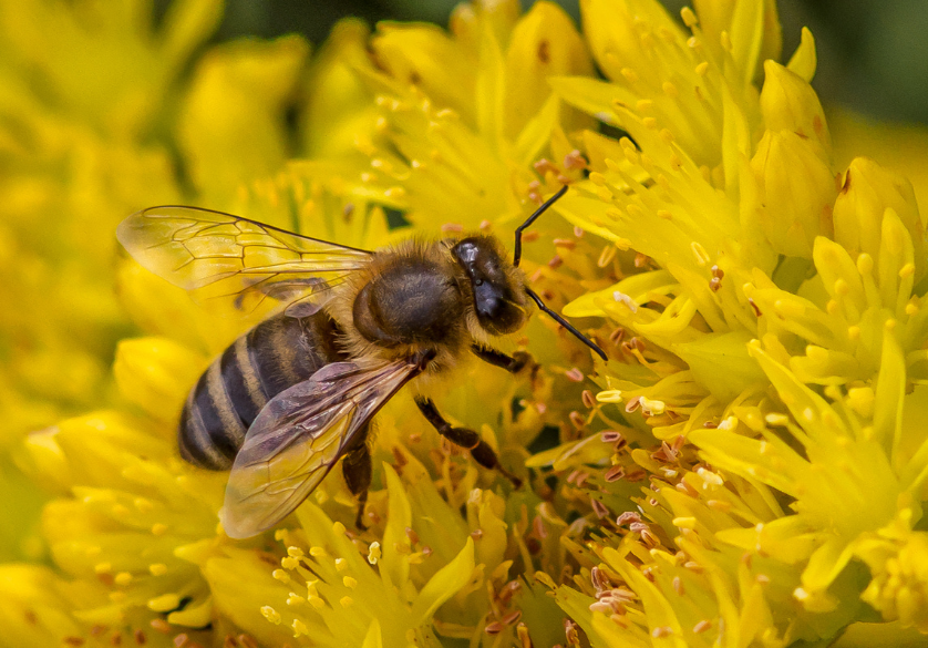 Le venin d'abeille, un médicament