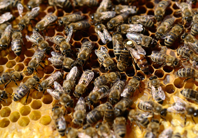 Toutes les abeilles ne sont pas sociales
