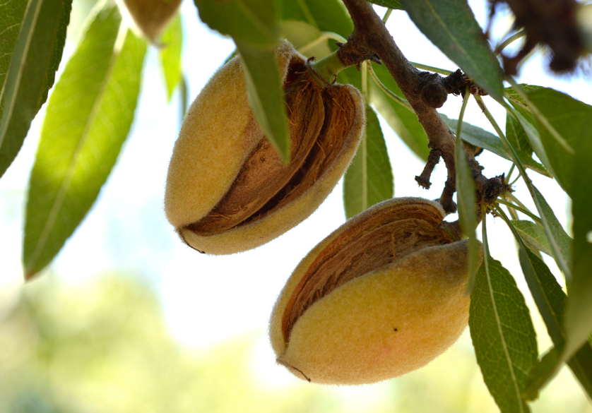 Le miel d'amandier, la douceur fruitée