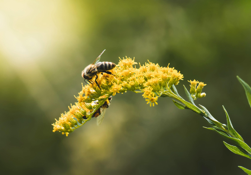 Les cinq sens des abeilles : le toucher