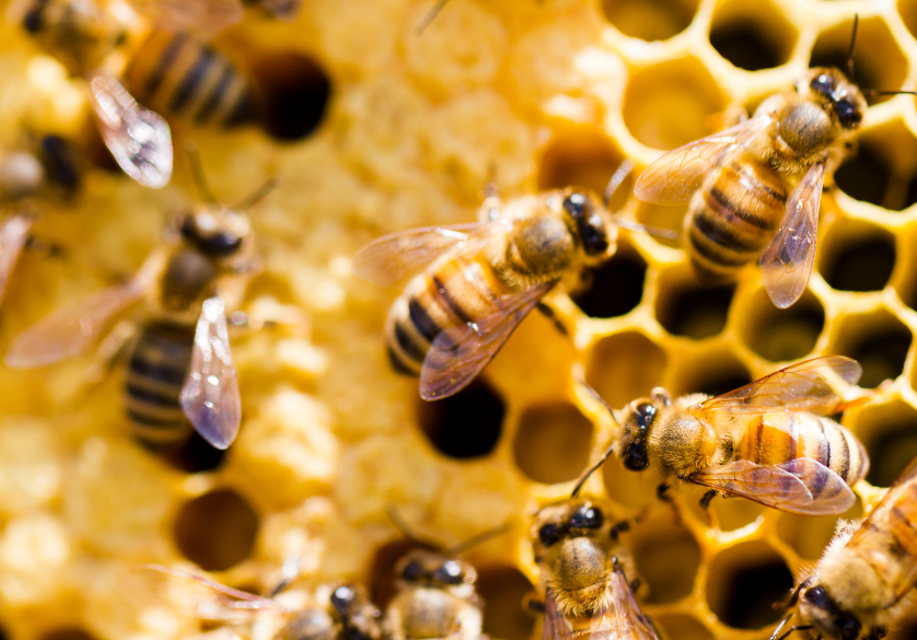 Un appel à projet pour aider l'apiculture