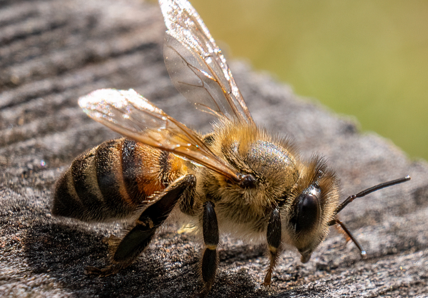 Les cinq sens de l'abeille : le goût