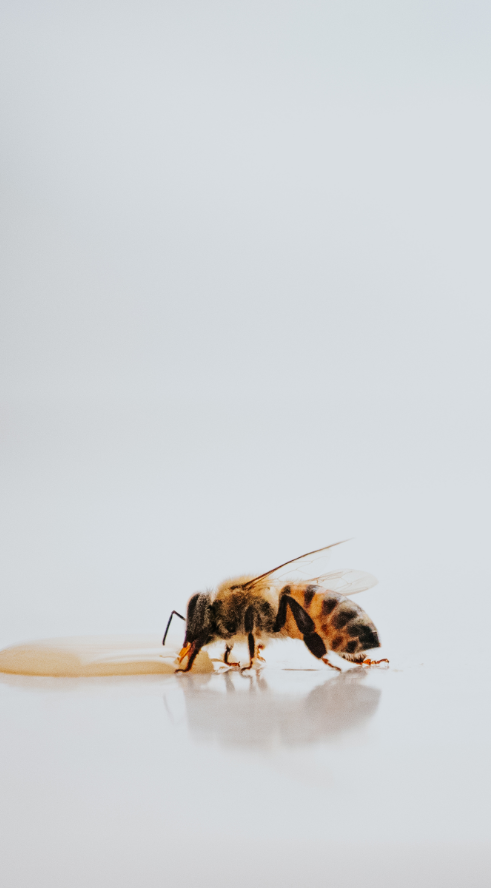Combien d'abeilles sont nécessaires pour récolter 1 kilo de miel ?