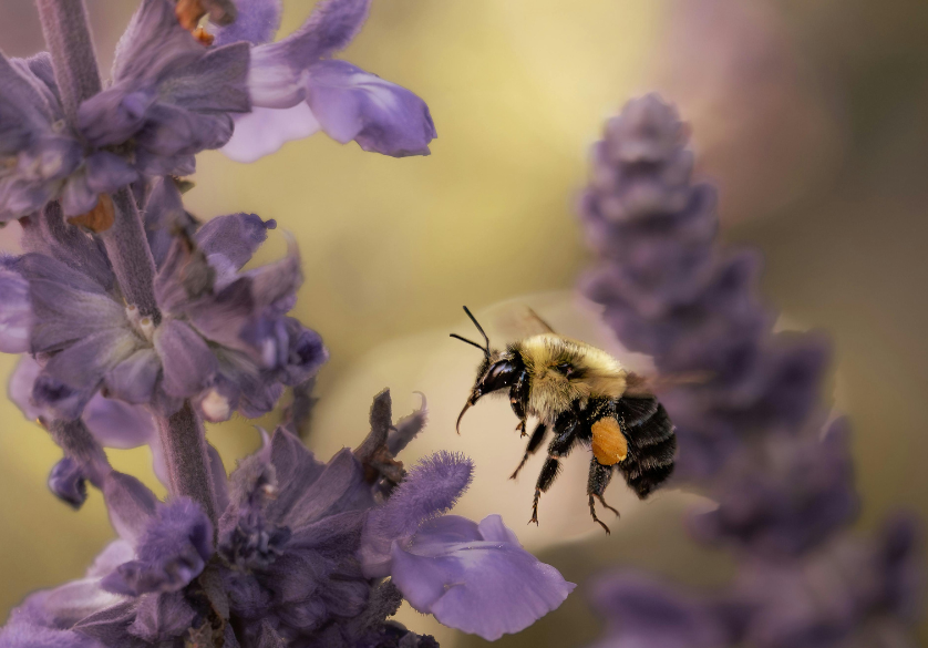Comment aider les abeilles sans être apiculteur ?