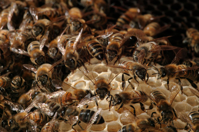 Nettoyeuse, le premier métier de l'abeille
