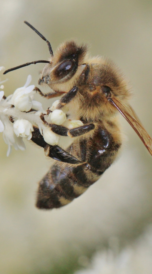 Les abeilles capables de détecter les bombes