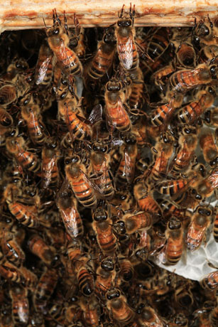 Architecte, un autre des métiers de l'abeille