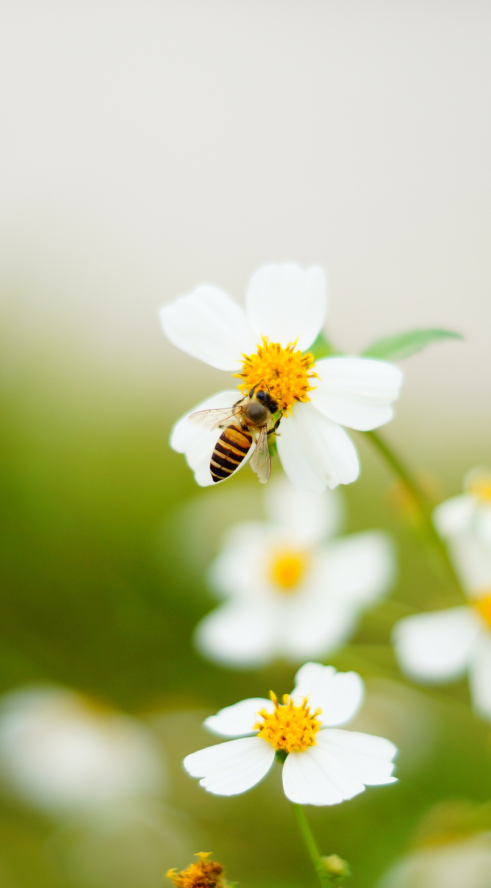 Les jobs de l'abeille : ventileuse