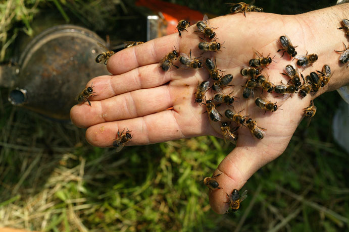 Une étude européenne sur la mortalité des abeilles