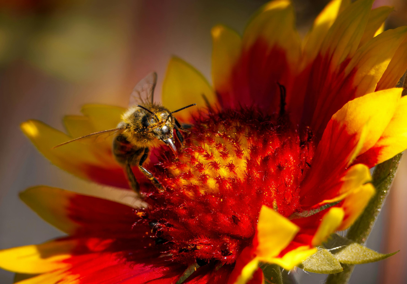 La propolis : pour la peau, les dents et contre les virus