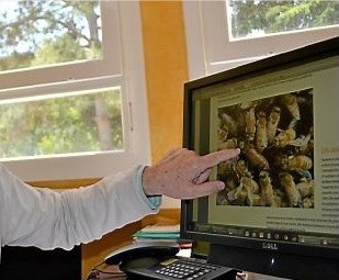 Et si les abeilles pouvaient alerter leur apiculteur par vibrations !