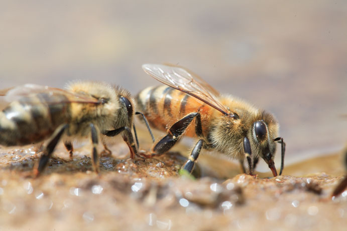 Les abeilles aiment plus le sel que le sucre !