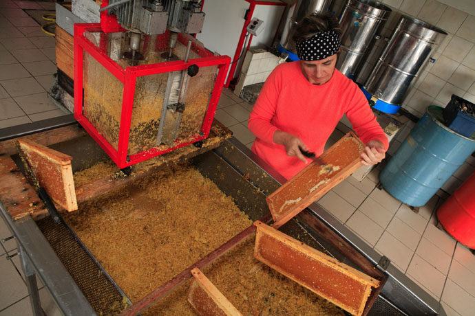 Extraction, mise en pôt : le travail à la miellerie