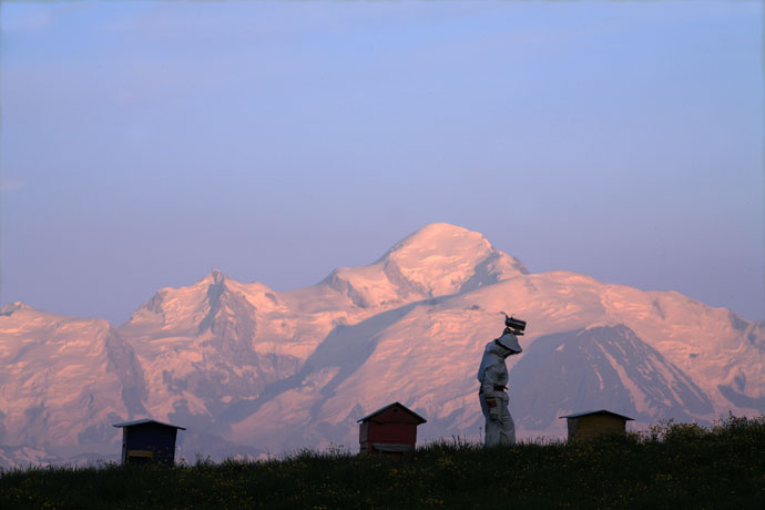 Le milieu montagnard : quels avantages pour les abeilles ?