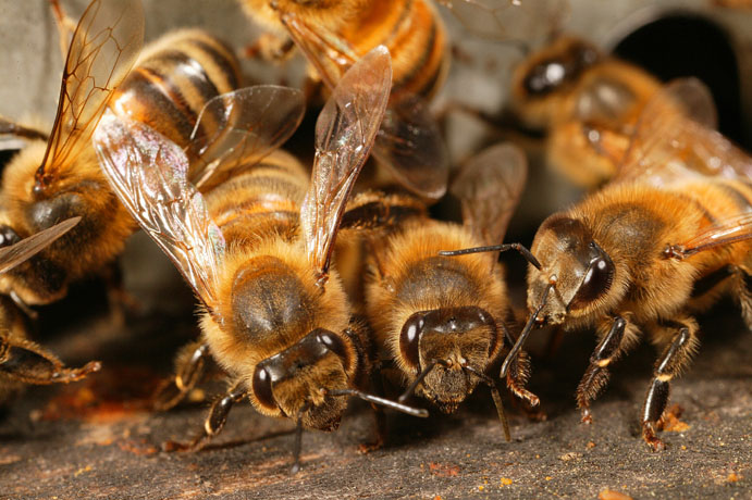 L'abeille européenne a trop bon caractère